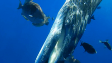 Imagem de Projeto Ocean quer melhorar a segurança marítima (Vídeo)