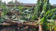 Imagem de Agricultores com prejuízos elevados (vídeo)