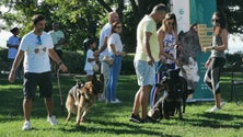 Imagem de Câmara do Funchal acolheu cerca de 300 cães este ano (áudio)