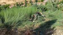Imagem de Instituto das Florestas e Exército limpam cerca de 650 hectares de área florestal (Vídeo)