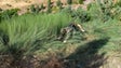 Imagem de Instituto das Florestas e Exército limpam cerca de 650 hectares de área florestal (Vídeo)