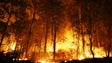 Imagem de Incêndios: Detidas 151 pessoas este ano, mais do dobro do que em 2021