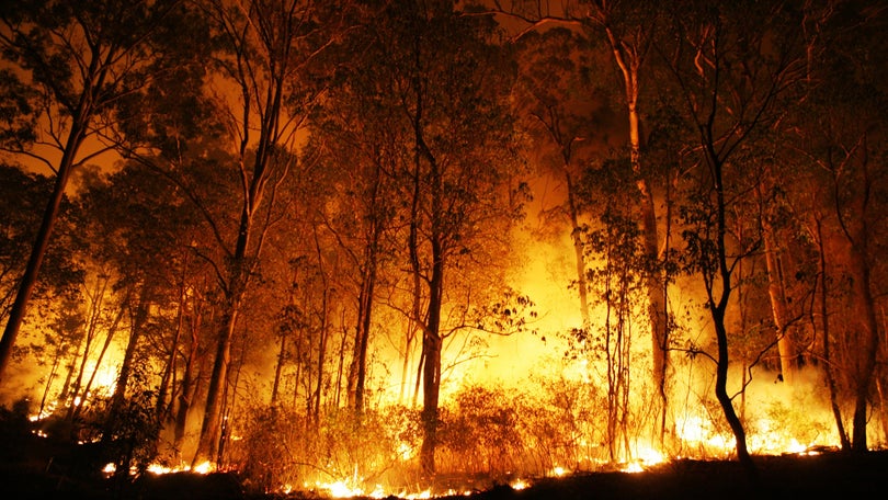 Incêndios: Detidas 151 pessoas este ano, mais do dobro do que em 2021