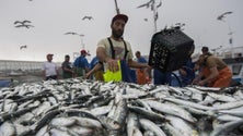 Imagem de Pesca da sardinha prolongada além de julho até atingir as 6.405 toneladas