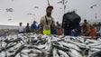 Imagem de Pesca da sardinha prolongada além de julho até atingir as 6.405 toneladas