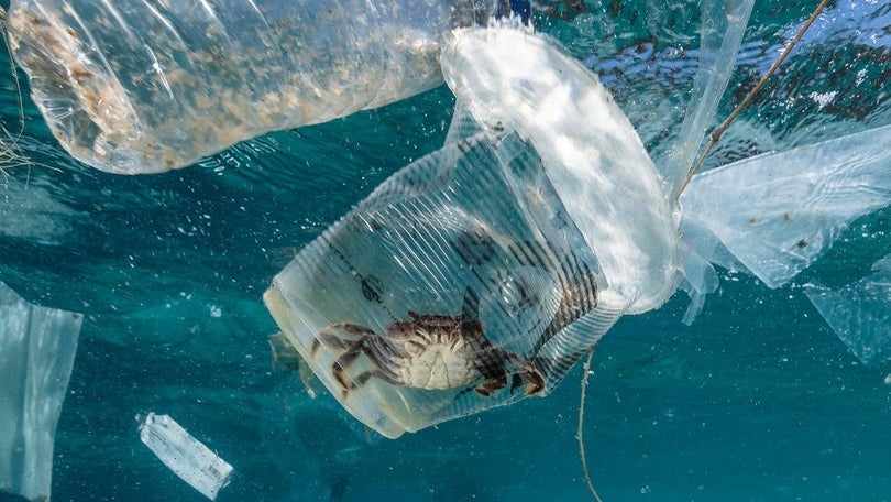 Pandemia provocou atraso nos esforços de proteção dos oceanos