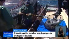 Imagem de Madeira vai ter o melhor ano de sempre da produção de dourada (Vídeo)