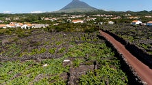 Imagem de Está criado o Instituto da Vinha e do Vinho dos Açores (vídeo)