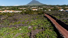 Está criado o Instituto da Vinha e do Vinho dos Açores (vídeo)