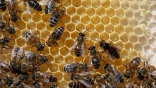 Imagem de Foi detetado um parasita que ataca abelhas (Vídeo)