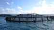 Dobrar as jaulas para aquacultura (vídeo)