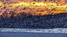 Imagem de Brasil deteta novos casos de gripe aviária em aves selvagens marinhas