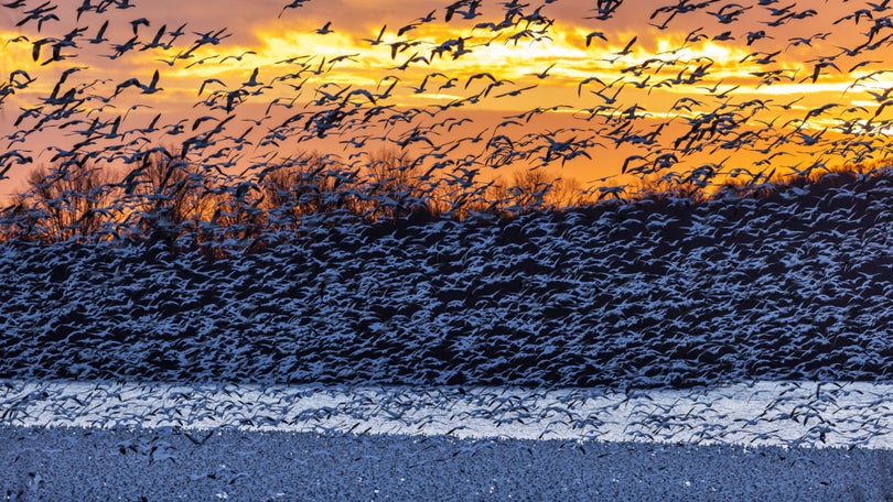 Imagem de Brasil deteta novos casos de gripe aviária em aves selvagens marinhas