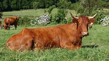 Imagem de Carne Ramo Grande deverá ter o selo DOP (Vídeo)