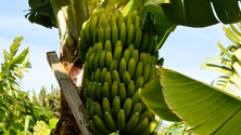 Imagem de Associação de Produtores de Banana insiste na venda livre (Vídeo)