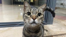 Imagem de Recolha de mantas para os cães e gatos do canil do Vasco Gil em curso (vídeo)