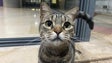 Imagem de Recolha de mantas para os cães e gatos do canil do Vasco Gil em curso (vídeo)