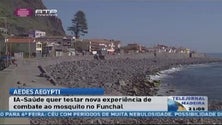 Imagem de Serviços de saúde vão implementar no Funchal experiência de combate ao mosquito já em curso no Paul do Mar