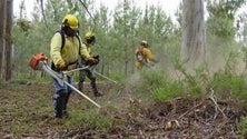 Imagem de Câmara de Lobos intensifica limpeza das zonas florestais em 10 quilómetros