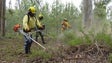 Imagem de Câmara de Lobos intensifica limpeza das zonas florestais em 10 quilómetros