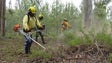 Câmara de Lobos intensifica limpeza das zonas florestais em 10 quilómetros