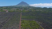 Imagem de Paisagem da Cultura da Vinha da Ilha do Pico distinguida nos European Garden Awards
