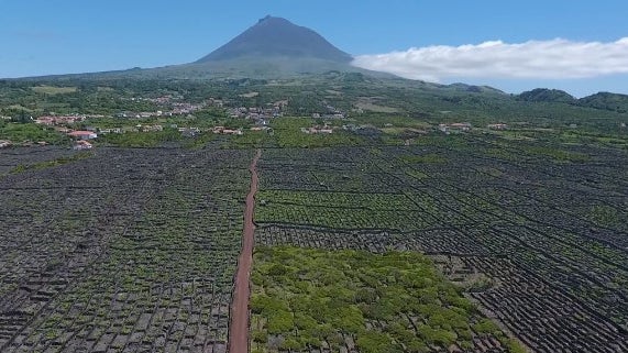 Imagem de Paisagem da Cultura da Vinha da Ilha do Pico distinguida nos European Garden Awards