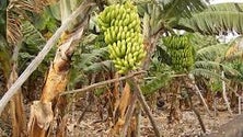 Imagem de Cortes no apoio à comercialização da banana são irreversiveis, diz o governo regional (Vídeo)