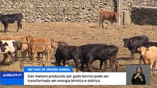 Imagem de Gás metano produzido por gado bovino pode ser transformado em energia térmica e elétrica [Vídeo]