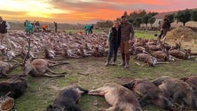 Imagem de Herdade da Torre Bela descarta qualquer responsabilidade no abate dos 540 animais