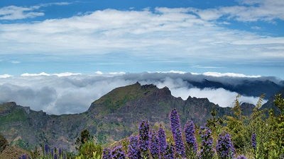 Imagem de Governo esclarece investimento no Parque Ecológico do Funchal