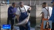 Foram descarregadas quase 600 toneladas de atum em 2022 (vídeo)
