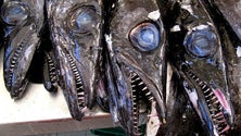 Imagem de GNR apreendeu 278 quilos de peixe espada no Caniçal
