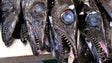 Imagem de GNR apreendeu 278 quilos de peixe espada no Caniçal