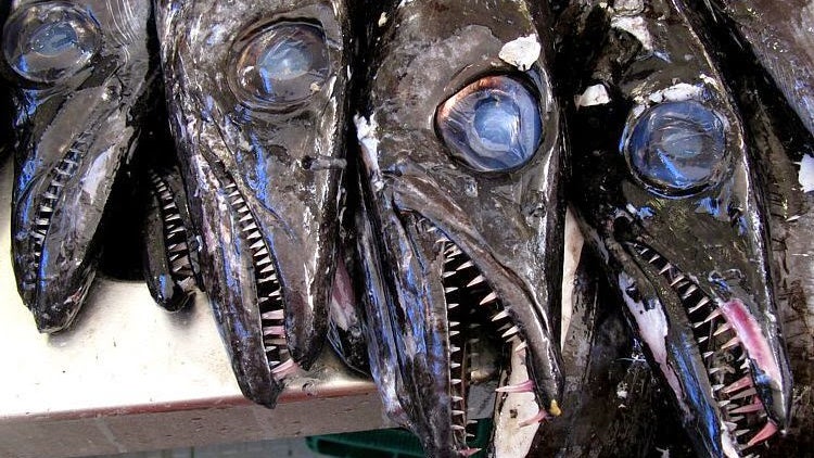 Imagem de GNR apreendeu 278 quilos de peixe espada no Caniçal