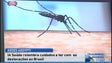 Imagem de Mosquito transmissor do vírus zika menos ativo (Vídeo)