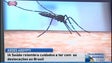 Mosquito transmissor do vírus zika menos ativo (Vídeo)