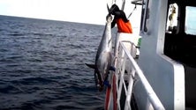 Imagem de Pesca acessória de espadarte proibida