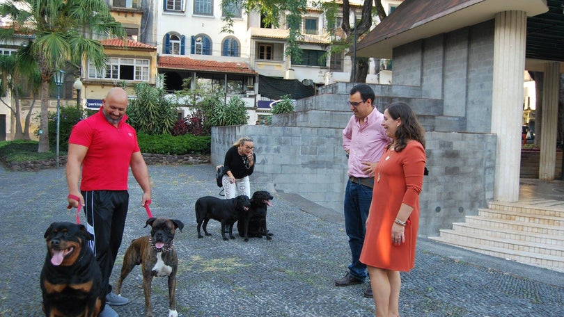 Funchal avança com nova campanha de vacinação para cães
