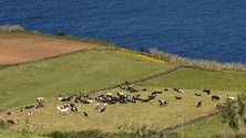 Imagem de Comunidade científica usa algas na alimentação do gado bovino (Vídeo)