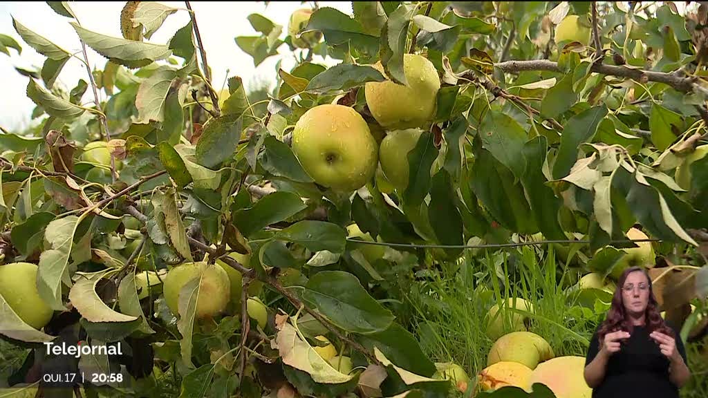 Produtores de maçã vão receber apoios por perda da colheita