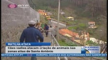 Cães vadios atacam nas zonas altas do Funchal