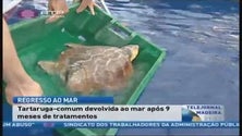 Imagem de 9 meses depois de ter sido tratada, tartaruga comum foi devolvida ao mar na Madeira  (Vídeo)