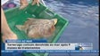 Imagem de 9 meses depois de ter sido tratada, tartaruga comum foi devolvida ao mar na Madeira  (Vídeo)