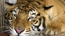 Imagem de Nove entidades circenses têm 21 animais exóticos
