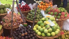 Governo quer estimular o setor da fruta (Vídeo)