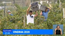 Imagem de Instituto do Vinho Madeira promete condições para escoar a produção de uva (Vídeo)