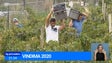 Instituto do Vinho Madeira promete condições para escoar a produção de uva (Vídeo)