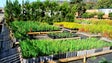 Imagem de Instituto das Florestas tem 30 mil plantas endémicas para ceder à população (áudio)