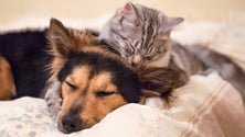 Imagem de Covid-19: Transmissão entre humanos e animais não está comprovada (Vídeo)